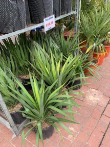 Yucca Gloriosa